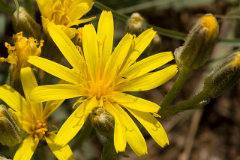 Crepis occidentalis Western hawksbeard