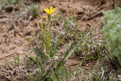 Crepis occidentalis Western hawksbeard