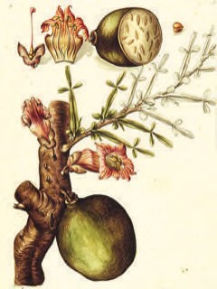 Crescentia alata Jicaro. Mexican calabash