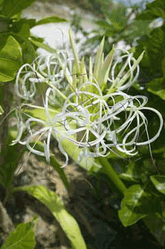 Crinum asiaticum Asian Poison Bulb