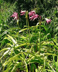 Crinum bulbispermum Hardy swamplily