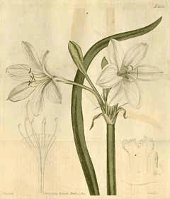 Crinum flaccidum Murray Lily