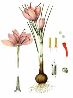 Crocus sativus Saffron