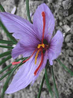 Crocus sativus Saffron