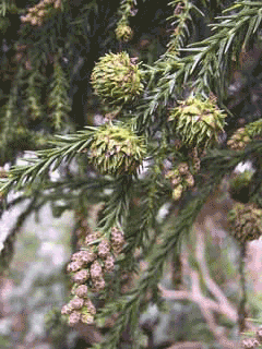 Cryptomeria japonica Japanese Cedar, Sugi