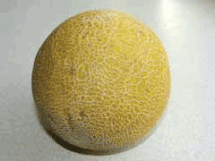 Cucumis melo Melon, Cantaloupe