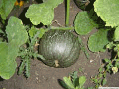 Cucurbita pepo Pumpkin, Field pumpkin, Ozark melon, Texas gourd