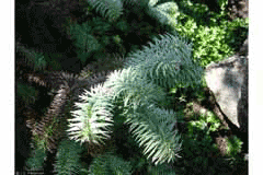 Cunninghamia lanceolata Chinese Fir