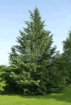 Cupressocyparis leylandii Leyland Cypress