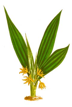 Curculigo orchioides Star grass, Golden-eyed grass