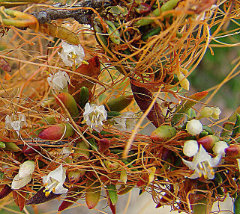 Cuscuta californica California Dodder