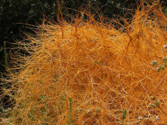 Cuscuta californica California Dodder