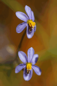 Cyanella hyacinthoides Lady