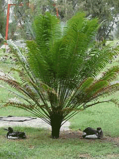 Cycas circinalis Sago Palm, Queen sago, Fern Palm, Queen Sago Palm