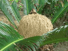 Cycas revoluta Japanese Sago Palm, Sago palm, King Sago Palm