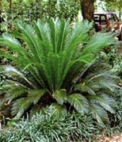 Cycas spp. Cycas, Sago Palm