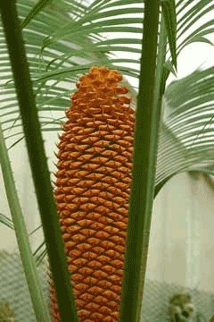 Cycas spp. Cycas, Sago Palm