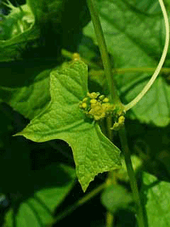 Cyclanthera Cuchinito