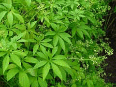 Cyclanthera pedata Achocha, Caihua, Caygua, Cayua, Korila, Wild Cucumber