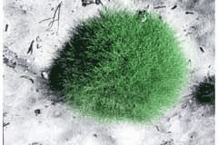 Cycloloma atriplicifolium Winged Pigweed