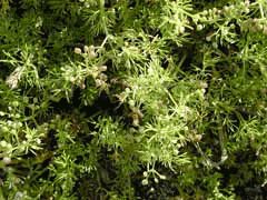 Cyclospermum leptophyllum Slender Celery, Marsh parsley