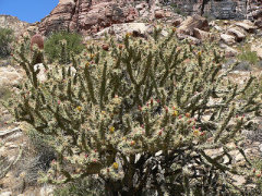 Cylindropuntia acanthocarpa Buckhorn Cholla