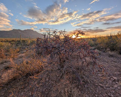 Cylindropuntia acanthocarpa Buckhorn Cholla