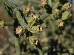 Cylindropuntia arbuscula Arizona Pencil Cholla