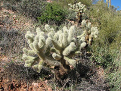 Cylindropuntia bigelovii Teddybear Cholla