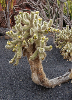 Cylindropuntia bigelovii Teddybear Cholla