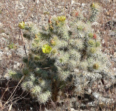 Cylindropuntia echinocarpa Gold cholla, silver cholla