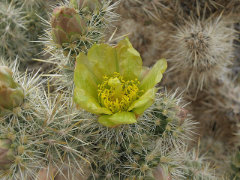 Cylindropuntia echinocarpa Gold cholla, silver cholla