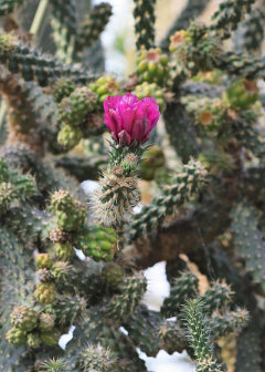 Cylindropuntia fulgida Chainfruit cholla