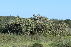 Cylindropuntia imbricata Tree cholla