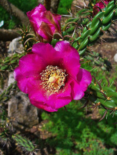 Cylindropuntia imbricata Tree cholla