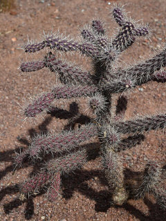 Cylindropuntia imbricata subsp. spinosior Cane Cholla