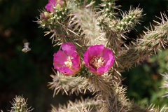 Cylindropuntia imbricata subsp. spinosior Cane Cholla