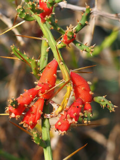 Cylindropuntia leptocaulis Christmas Cholla