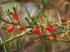 Cylindropuntia leptocaulis Christmas Cholla