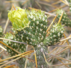 Cylindropuntia ramosissima Diamond Cholla