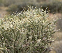 Cylindropuntia ramosissima Diamond Cholla