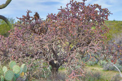 Cylindropuntia thurberi subsp. versicolor Staghorn cholla