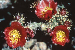 Cylindropuntia thurberi subsp. versicolor Staghorn cholla