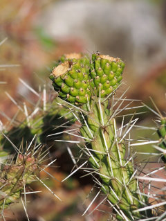 Cylindropuntia whipplei Whipple’s Cholla