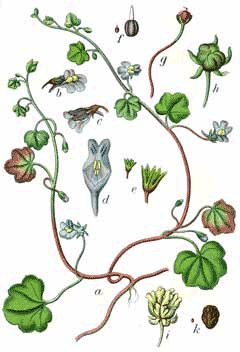 Cymbalaria muralis Kenilworth Ivy