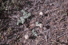 Cymopterus globosus Globe Springparsley