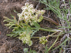 Cymopterus glomeratus Plains Spring-parsley