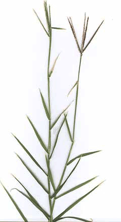 Cynodon dactylon Bermuda Grass