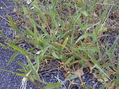 Cynodon dactylon Bermuda Grass