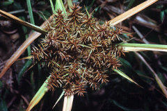 Cyperus erythrorhizos Redroot Flatsedge